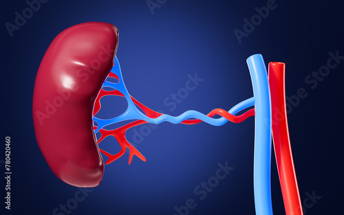 Human blood vessel and splenic organ model, 3d rendering. photo