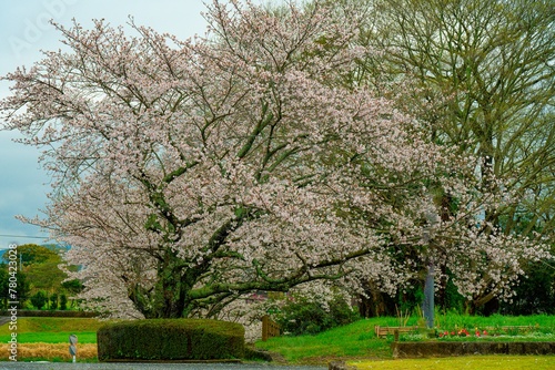 風土記の丘の桜
