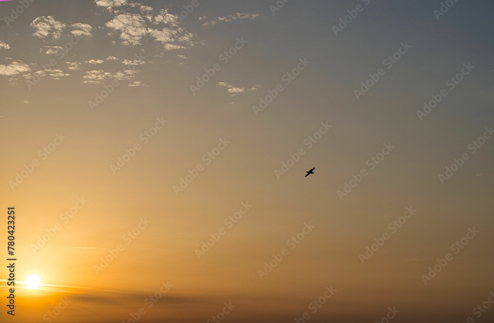Distant shot of a bird soaring in the air during a golden sunset illuminating the sky