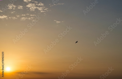 Distant shot of a bird soaring in the air during a golden sunset illuminating the sky