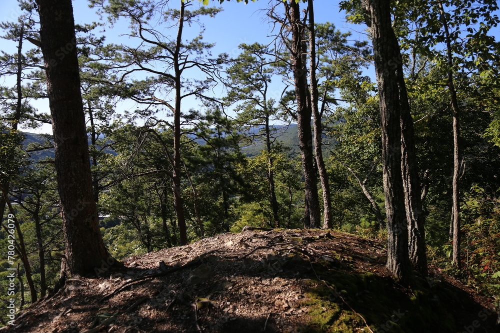Low-angle view of a beautiful forest on a sunny day Low-angle view of a beautiful forest on a sunny day