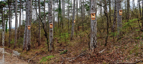 nesting boxes for bats mounted on trees in the forest beneath the Harz mountain in the small village of Bath Voeslau, Austria photo