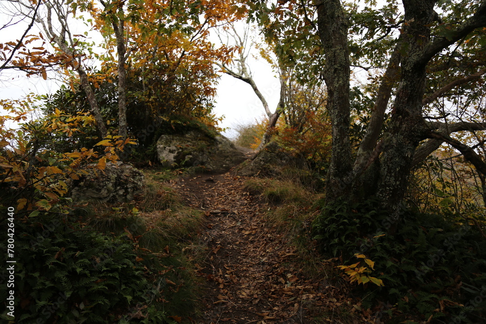 Low-angle view of a beautiful forest on a sunny day