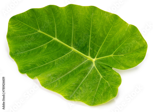 Green Colocasia leaf or Caladium leaf isolate on white background, Elephant Ear on white background with clipping path.