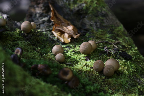 Closeup shot of small mushrooms on the green grass