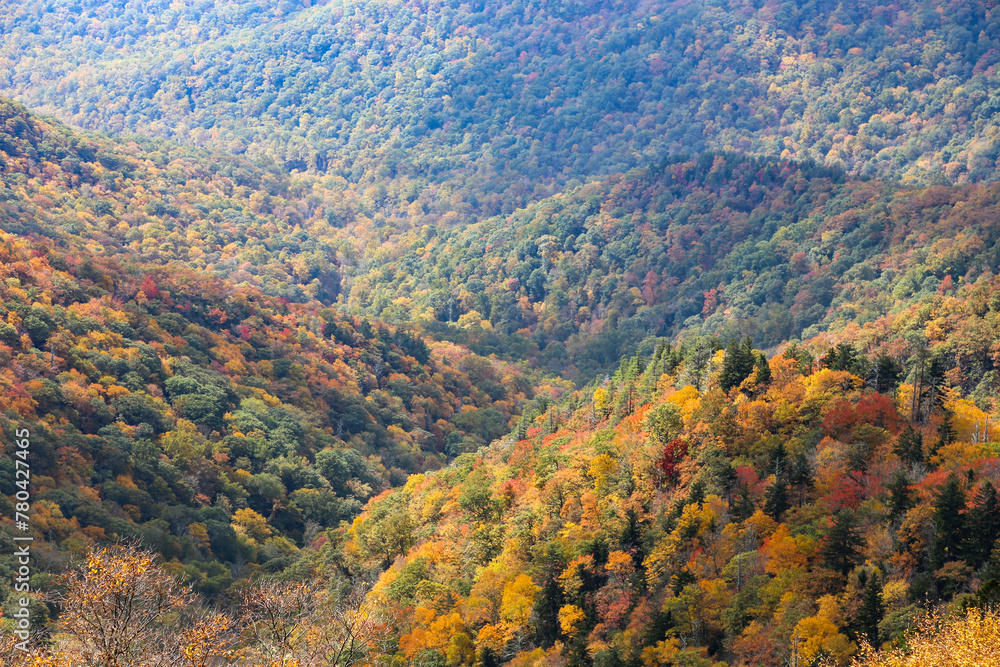 Aerial view of a beautiful forest near the mountains