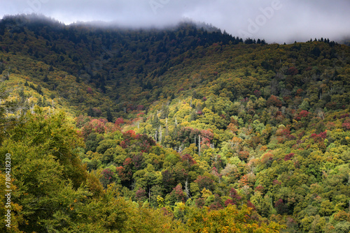 Beautiful landscape of colorful dense forests in a mountainous area