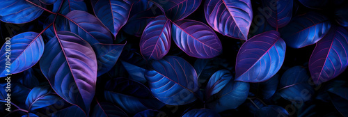 Close up of dark purple and blue neon leaves on black background with neon light,neon tropical leaves rainforest 