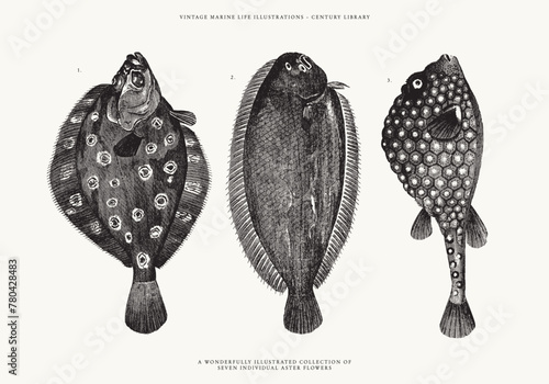 Hand Drawn Illustrations of a Flounder Fish, Sole Fish, and Ostracion Triqueter Fish