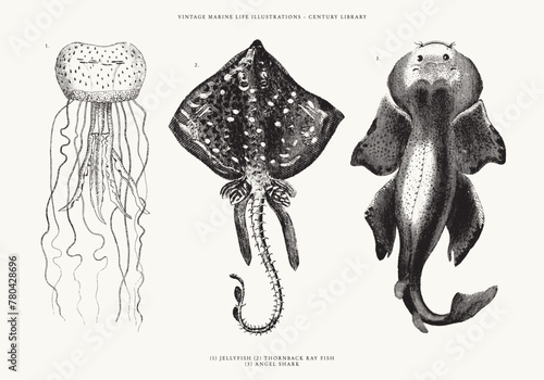 Jellyfish, Angel Shark, and Thornback Ray Fish on a White Background - Vector Engraved Illustration