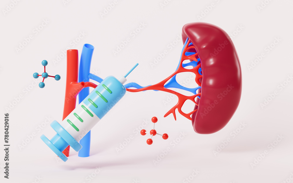 Human blood vessel and splenic organ model, 3d rendering. Human blood vessel and splenic organ model, 3d rendering.