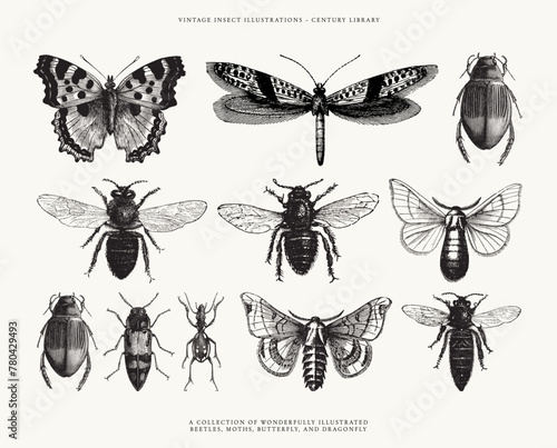 Set of Insect Line Art Illustrations - Isolated on a White Background