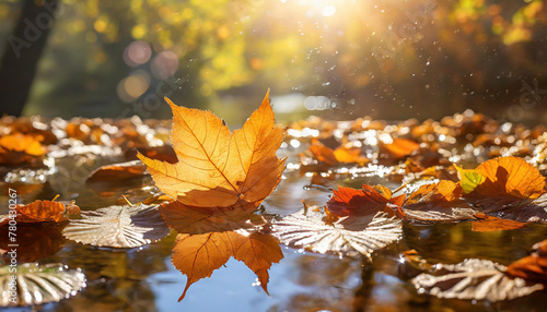 Close-up of autumn leaves floating on puddle of water. Bright sunlight. Fall season.