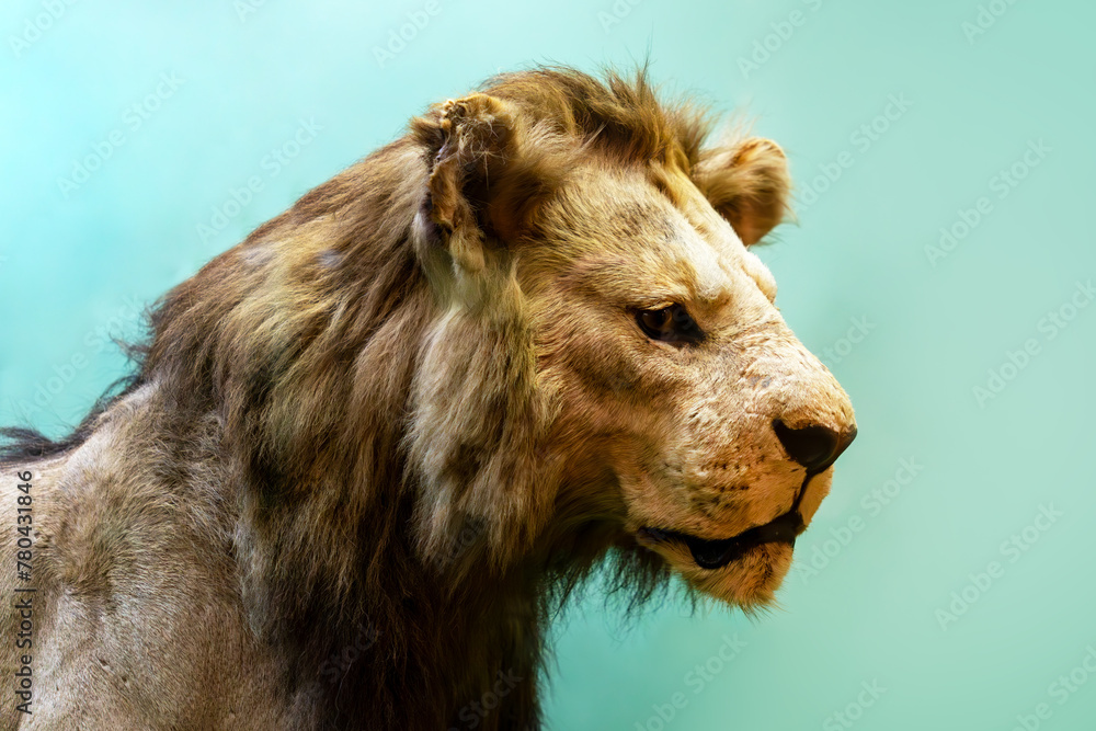 large lion's head with a long mane on a green background. large lion's head with a long mane on a green background.