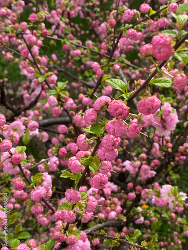 An image of a tree with a profusion of pink flowers in full bloom, interspersed with small green leaves. The branches have a diagonal orientation, stretching from the lower left to the upper right of 