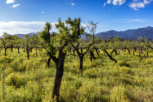 Almond tree plantation and yellow flowers near S  ller  Mallorca  Balearic Islands  Spain