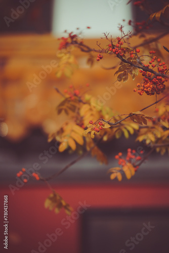 Beautiful view of tree branches with autumn leaves