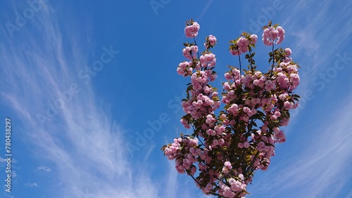 Prunus serrulata kanzan japanese cherry blossom pink flowers tree against blue sky photo