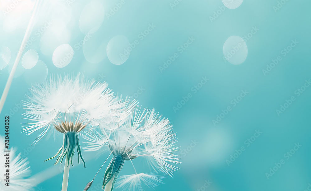 Dreamy Dandelion: A Close-Up Portrait with Soft Focus Background
Dreamy Dandelion: A Close-Up Portrait with Soft Focus Background