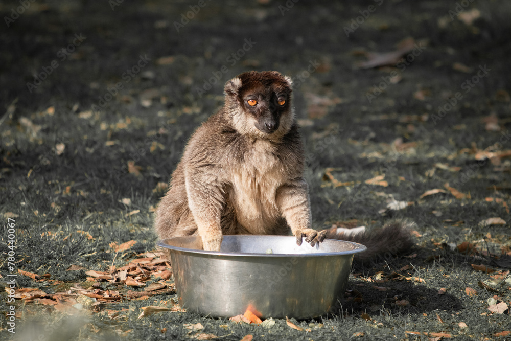 Fototapeta premium portait of lemur monkey looking at camera