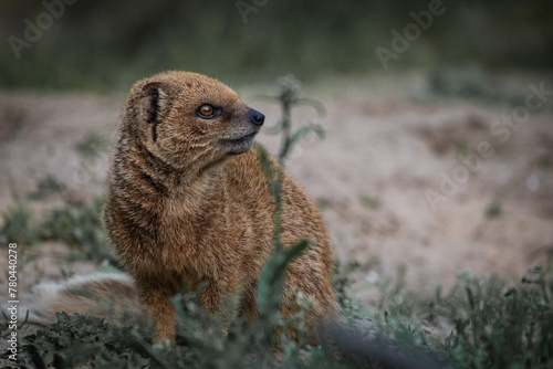 фотографія closeup portrait of yellow mongoose