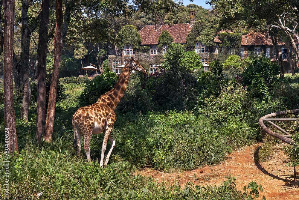 giraffe walks in the forest against the background of the giraffe manor among. The landmark of Nairobi, Kenya. - obrazy, fototapety, plakaty 