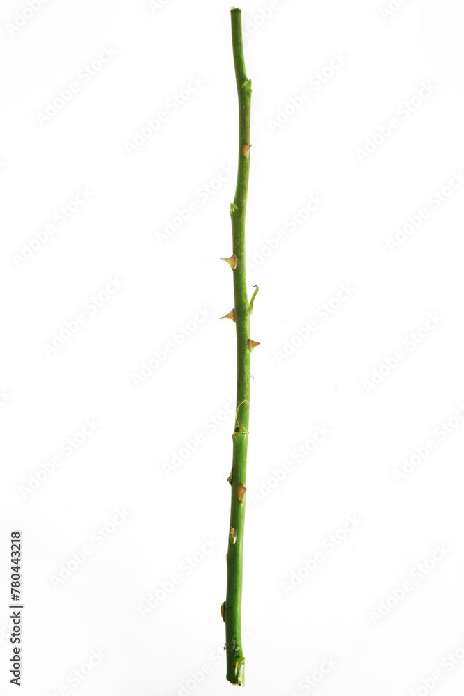 Fresh green rose stem with thorns isolated on white background Fresh green rose stem with thorns isolated on white background