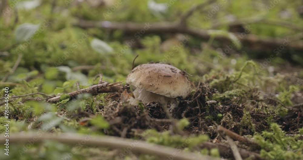 Champignon cèpe Champignon cèpe