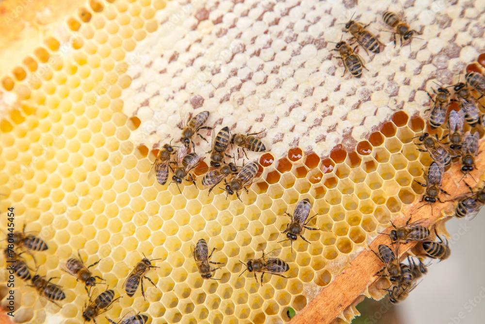 Close up view of working bees on honeycomb with sweet honey.. Close up view of working bees on honeycomb with sweet honey..