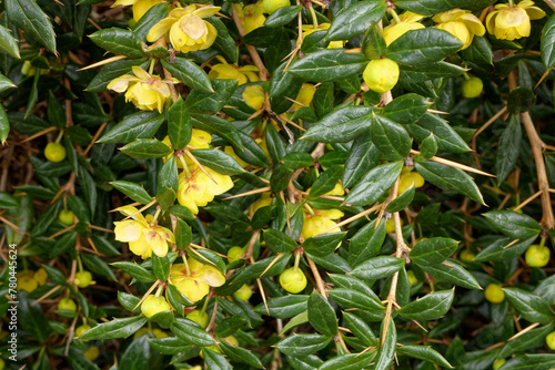 Cuadro en lienzo fleurs de berberis ou épine-vinette  ou vinettier (Berberis vulgaris) au printem