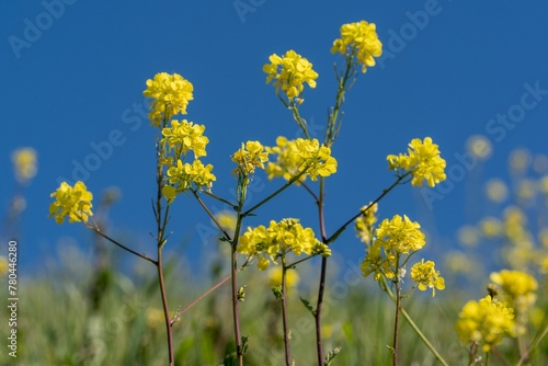 Closeup shot of blooming yellow rapeseed flowers on a field © Wirestock