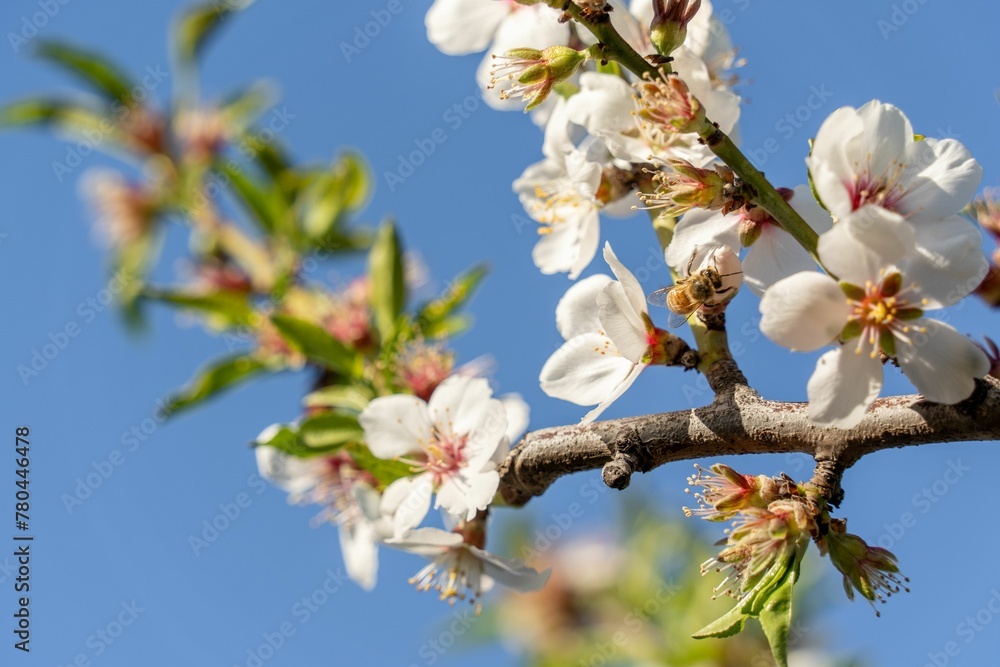 Low angle shot of branches with blooming apple blossom flowers under a blue sky Low angle shot of branches with blooming apple blossom flowers under a blue sky