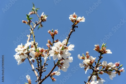 Low angle shot of branches with blooming apple blossom flowers under a blue sky