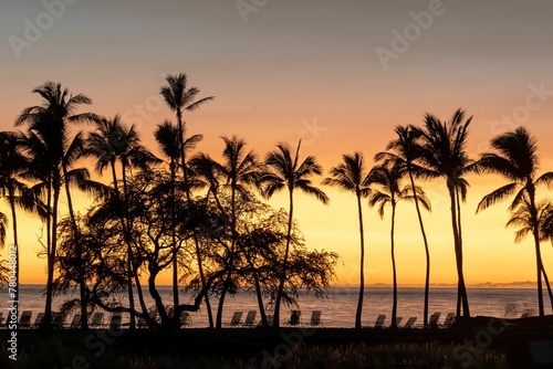 Beautiful shot of silhouettes of palm trees on a beach as sunset