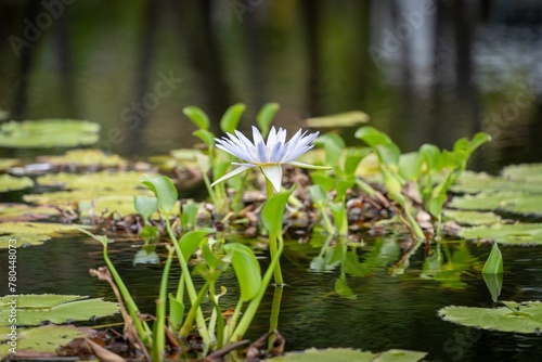 Beautiful white water lily growing among lotus leaves on a pond