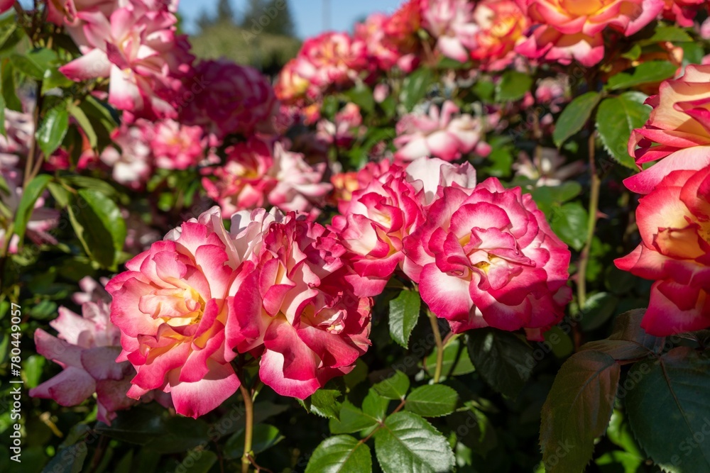 Closeup shot of blooming pink wild roses on a bush Closeup shot of blooming pink wild roses on a bush