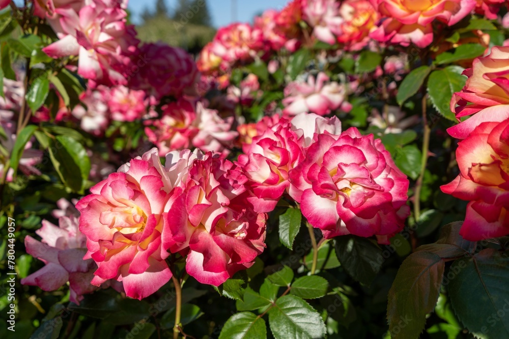 Closeup shot of blooming pink wild roses on a bush