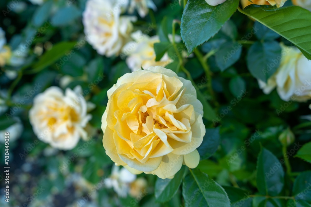 Closeup shot of a blooming yellow wild rose on a bush Closeup shot of a blooming yellow wild rose on a bush