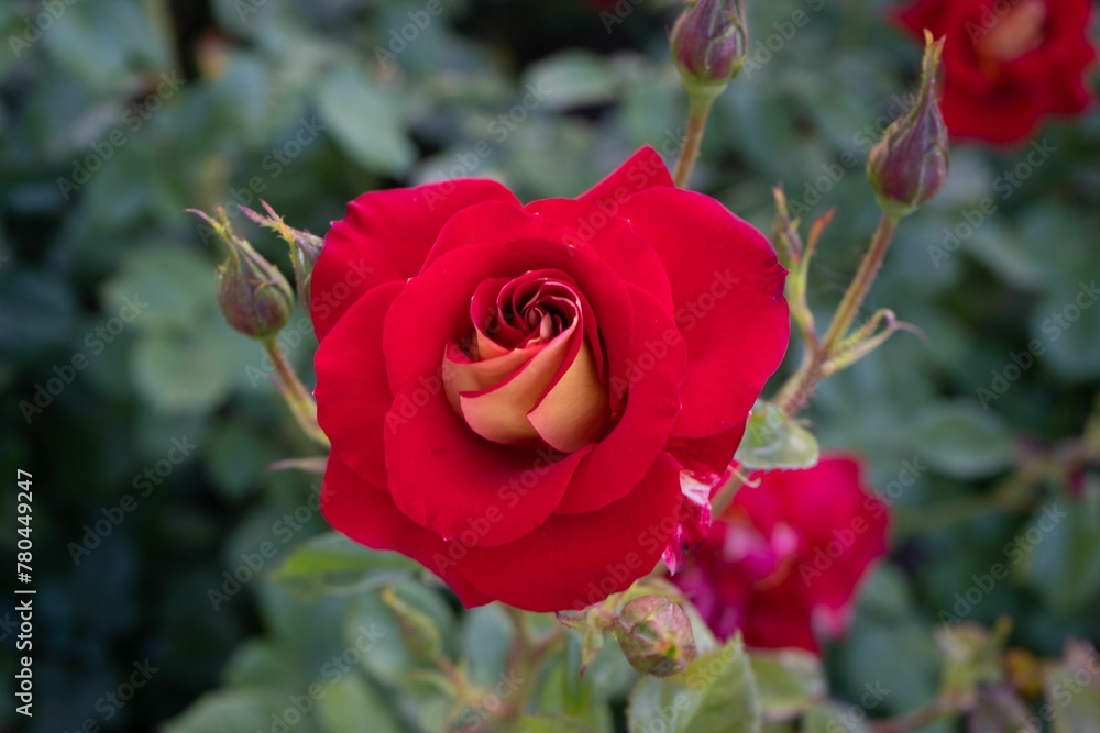 Obraz premium Closeup shot of a blooming red wild rose on a bush