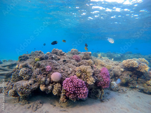 Underwater life of reef with corals and tropical fish. Coral Reef at the Red Sea, Egypt. photo