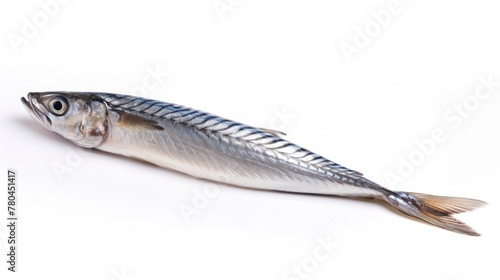 Fresh Whole Anchovy. Raw Seafood Fish Diet Concept Isolated on White Background