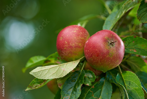 Apple, farming and leaves in closeup on tree, nutrition and food production in countryside. Growth, plant and red fruit for ecology, development and agriculture for healthy diet with organic produce