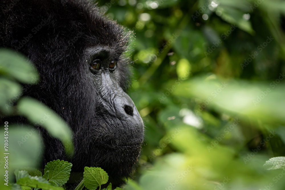 Obraz premium Closeup shot of a black gorilla in the beautiful forest