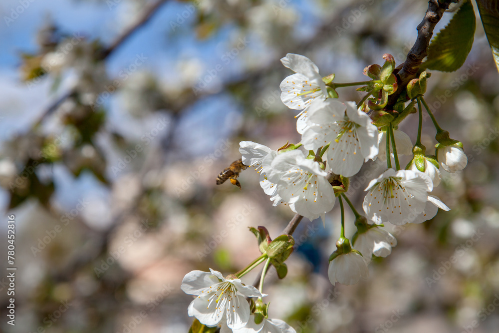 Working honeybee flying over the white flower of sweet cherry tree. Bee looking pollen and nectar to make sweet honey.