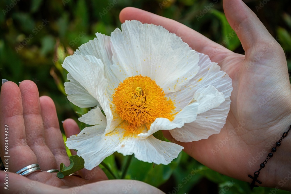California tree poppy flowering in a hand palm, close-up California tree poppy flowering in a hand palm, close-up