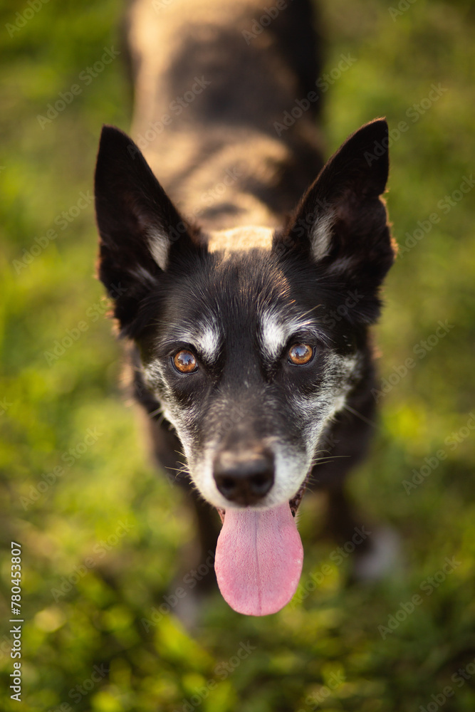 old black australian kelpie dog standing in the grass in the summer at sunset old black australian kelpie dog standing in the grass in the summer at sunset