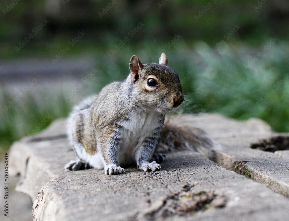 Closeup of a cute squirrel on a rock
