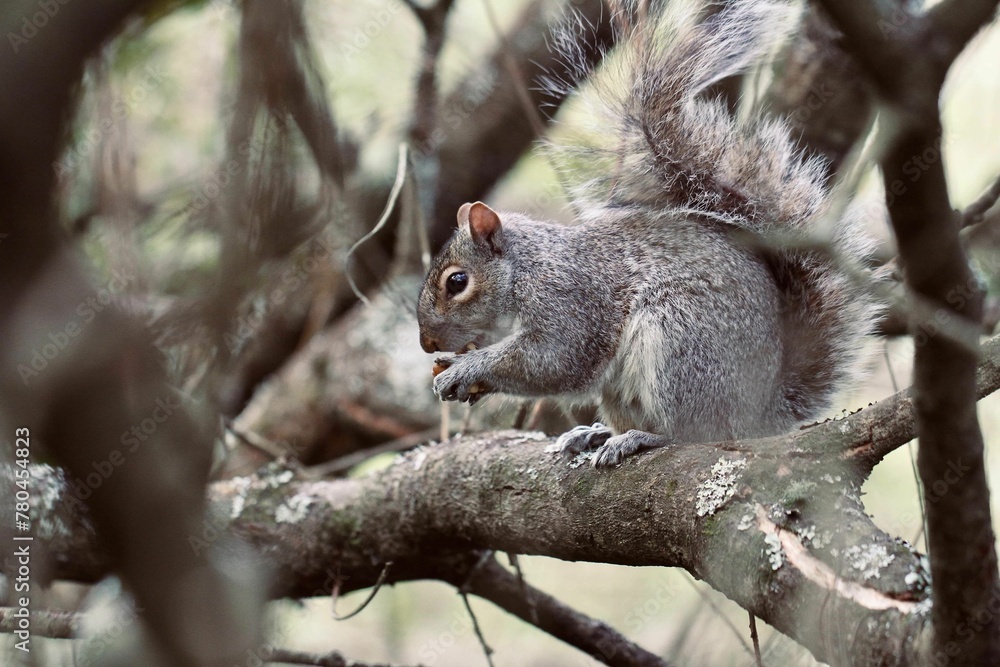 Cute squirrel on a branch of a tree Cute squirrel on a branch of a tree