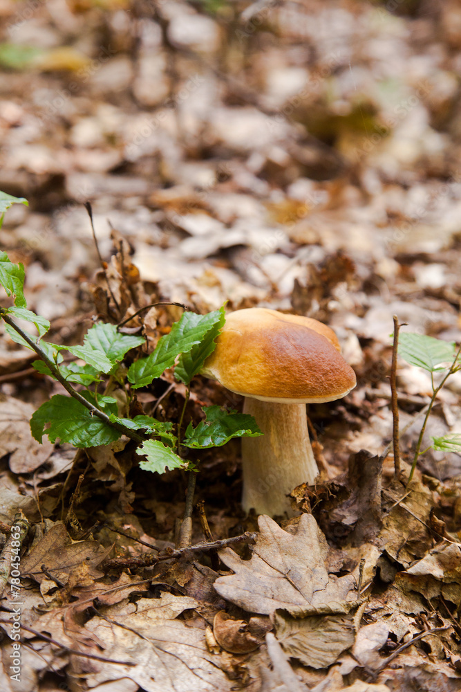 Single Boletus mushroom in the wild. Porcini mushroom grows on the forest floor at autumn season.. Single Boletus mushroom in the wild. Porcini mushroom grows on the forest floor at autumn season..