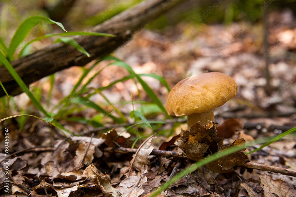 Boletus mushroom in the wild. Porcini mushroom grows on the forest floor at autumn season.. Boletus mushroom in the wild. Porcini mushroom grows on the forest floor at autumn season..